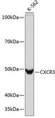 Anti-CXCR3 antibody produced in rabbit