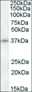 Anti-CDK10 (N-terminal) antibody produced in goat affinity isolated antibody, buffered aqueous solution