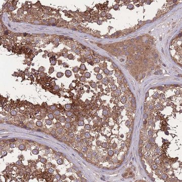 Anti-ZPR1 antibody produced in rabbit Prestige Antibodies&#174; Powered by Atlas Antibodies, affinity isolated antibody, buffered aqueous glycerol solution