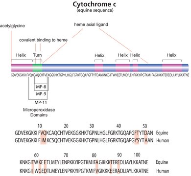 Cytochrome c from equine heart BioReagent, suitable for GFC marker