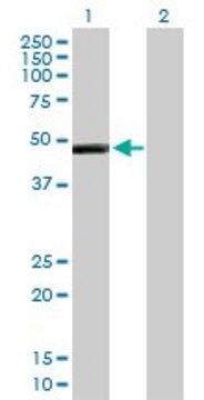 Anti-IL13RA2 antibody produced in mouse purified immunoglobulin, buffered aqueous solution