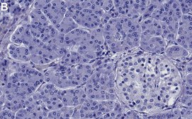 Anti-PARK7/DJ-1 Antibody, clone 1F4 ZooMAb&#174; Rabbit Monoclonal recombinant, expressed in HEK 293 cells