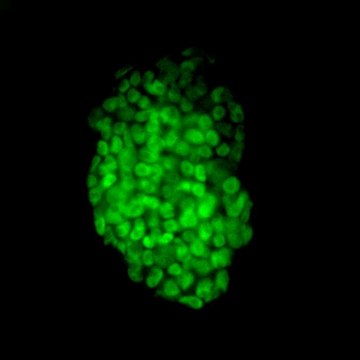 Fluorescent Mouse ES/iPS Cell Characterization Kit This Fluorescent Mouse ES/iPS Cell Characterization Kit contains a range of sensitive tools for the phenotypic assessment of the pluripotent status of mouse Embryonic stem &amp; induced pluripotent Stem cells.