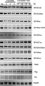 Anti-Histone H3 antibody produced in rabbit IgG fraction of antiserum, buffered aqueous solution