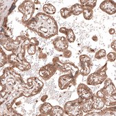 Anti-TRIM21 antibody produced in rabbit Prestige Antibodies&#174; Powered by Atlas Antibodies, affinity isolated antibody, buffered aqueous glycerol solution