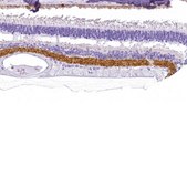 Anti-VGAT antibody produced in rabbit Prestige Antibodies&#174; Powered by Atlas Antibodies, affinity isolated antibody, buffered aqueous glycerol solution