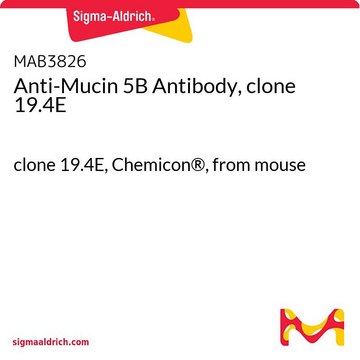 Anti-Mucin 5B Antibody, clone 19.4E clone 19.4E, Chemicon&#174;, from mouse