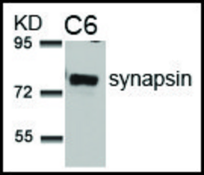 Anti-SYN1 (Ab-9) antibody produced in rabbit affinity isolated antibody