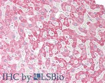 Anti-ORP5 (OBPH1) antibody produced in goat affinity isolated antibody, buffered aqueous solution