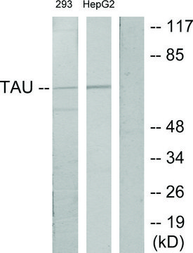 Anti-TAU antibody produced in rabbit affinity isolated antibody