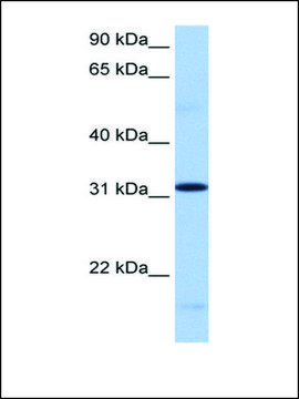 Anti-FUSIP1 (AB2) antibody produced in rabbit affinity isolated antibody