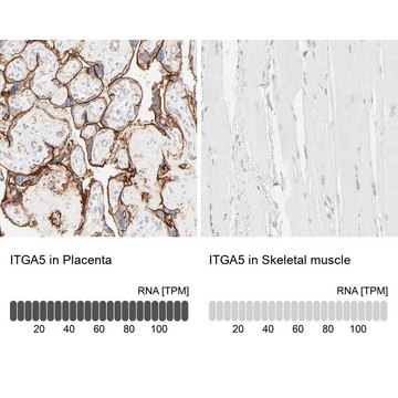 Anti-ITGA5 antibody produced in rabbit Prestige Antibodies&#174; Powered by Atlas Antibodies, affinity isolated antibody, buffered aqueous glycerol solution