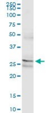 Monoclonal Anti-PAFAH1B2 antibody produced in mouse clone 2F4-1C10, ascites fluid