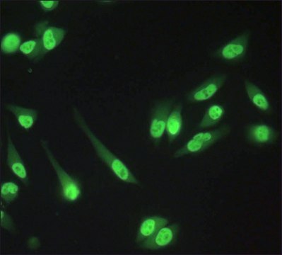 Anti-RbAp48/RbAp46 antibody produced in rabbit IgG fraction of antiserum, buffered aqueous solution