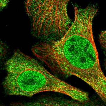 Anti-N4BP2 antibody produced in rabbit Prestige Antibodies&#174; Powered by Atlas Antibodies, affinity isolated antibody