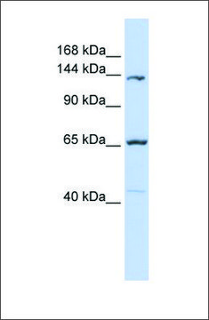 Anti-PCDH12 antibody produced in rabbit affinity isolated antibody