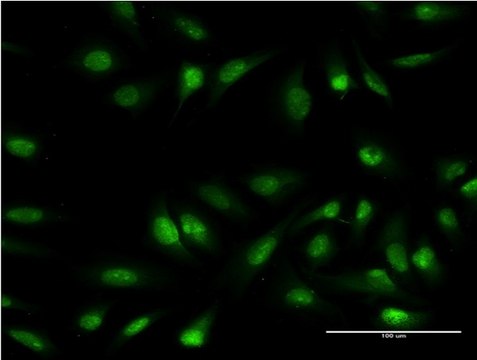 Monoclonal Anti-OLIG1 antibody produced in mouse clone 2B11, purified immunoglobulin, buffered aqueous solution