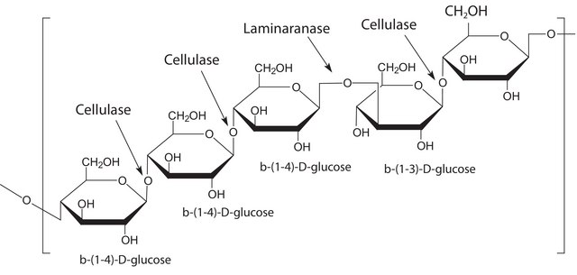 Driselase&#8482; Basidiomycetes sp. suitable for plant cell culture, BioReagent