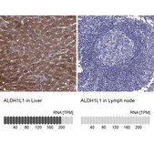 Anti-ALDH1L1 antibody produced in rabbit Prestige Antibodies&#174; Powered by Atlas Antibodies, affinity isolated antibody