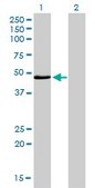 Monoclonal Anti-IRF4, (C-terminal) antibody produced in mouse clone 2D1, purified immunoglobulin, buffered aqueous solution
