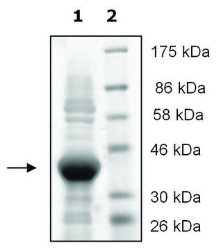 JMJD2A active human recombinant, expressed in E. coli, &#8805;80% (SDS-PAGE)