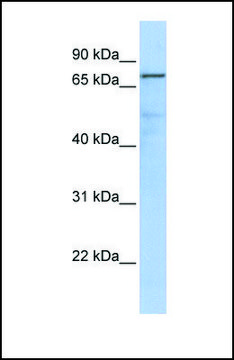 Anti-GMPS antibody produced in rabbit affinity isolated antibody