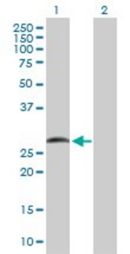 Anti-SMAD9 antibody produced in rabbit purified immunoglobulin, buffered aqueous solution