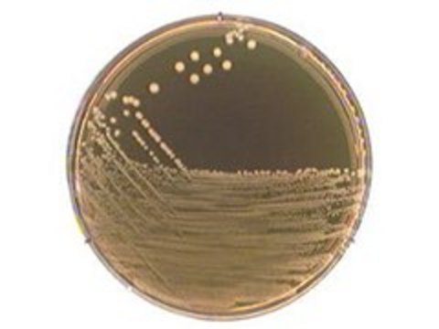 M-17 Agar suitable for microbiology, NutriSelect&#174; Basic