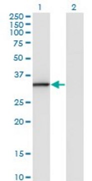 Monoclonal Anti-ANXA3 antibody produced in mouse clone 1E2, purified immunoglobulin, buffered aqueous solution
