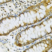 Anti-HSP90AB1 antibody produced in rabbit