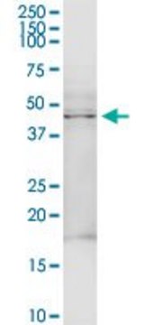 Anti-TRDMT1 antibody produced in rabbit purified immunoglobulin, buffered aqueous solution