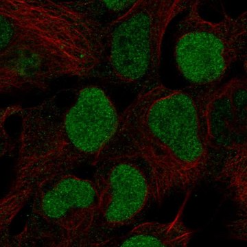 Anti-Brd2 Antibody Produced In Rabbit Prestige Antibodies&#174; Powered by Atlas Antibodies, affinity isolated antibody, buffered aqueous glycerol solution