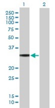 Anti-GNAO1 antibody produced in mouse purified immunoglobulin, buffered aqueous solution
