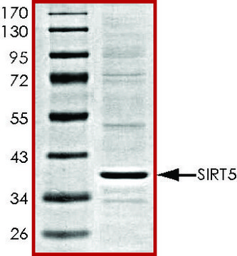 SIRT5, active, His tagged human recombinant, expressed in baculovirus infected Sf9 cells, &#8805;70% (SDS-PAGE), buffered aqueous glycerol solution