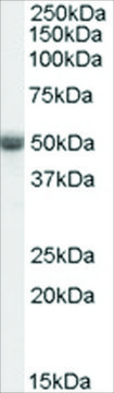 Anti-TRAF2 antibody produced in goat affinity isolated antibody, buffered aqueous solution