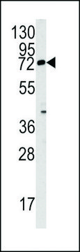 ANTI-REX1 (ZFP42)(N-TERMINAL) antibody produced in rabbit IgG fraction of antiserum, buffered aqueous solution