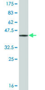 Monoclonal Anti-GMPR, (N-terminal) antibody produced in mouse clone 3G12, ascites fluid