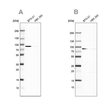 Anti-DPP3 antibody produced in rabbit Prestige Antibodies&#174; Powered by Atlas Antibodies, affinity isolated antibody, buffered aqueous glycerol solution