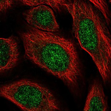 Anti-HS6ST2 antibody produced in rabbit Prestige Antibodies&#174; Powered by Atlas Antibodies, affinity isolated antibody