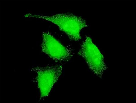 Monoclonal Anti-PRDM4 antibody produced in mouse clone 2C11, purified immunoglobulin, buffered aqueous solution