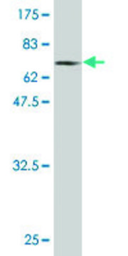 Monoclonal Anti-PHKG2 antibody produced in mouse clone 2D12, purified immunoglobulin, buffered aqueous solution