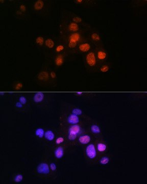 Anti-HNF3&#946;/FOXA2 Antibody, clone 9O4M2, Rabbit Monoclonal