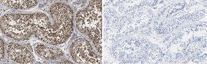 Anti-PER2 Antibody, clone 1G17 ZooMAb&#174; Rabbit Monoclonal recombinant, expressed in HEK 293 cells
