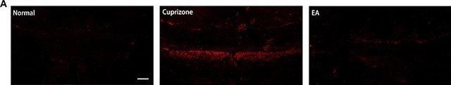 Anti-Myelin Basic Protein Antibody serum, Chemicon&#174;