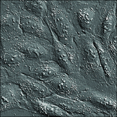 U2OS GFP-HMGA1