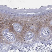 Anty-GPC1 Prestige Antibodies&#174; Powered by Atlas Antibodies, affinity isolated antibody, buffered aqueous glycerol solution