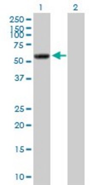 Anti-PI4KII antibody produced in mouse purified immunoglobulin, buffered aqueous solution