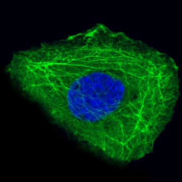 Monoclonal Anti-Krt14 Antibody Produced In Mouse Prestige Antibodies&#174; Powered by Atlas Antibodies, clone CL14565, affinity isolated antibody, buffered aqueous glycerol solution