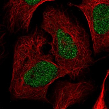 Anti-NRDC antibody produced in rabbit Prestige Antibodies&#174; Powered by Atlas Antibodies, affinity isolated antibody