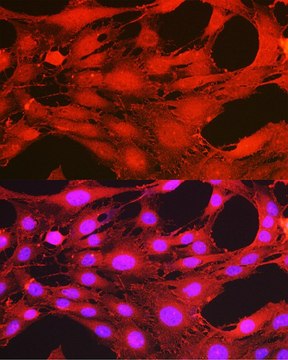 Anti-Phospho-PDPK1-S241 antibody produced in rabbit